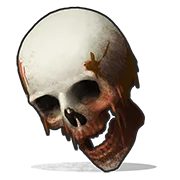 Череп человека